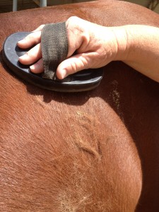 Loosen the hair and dirt